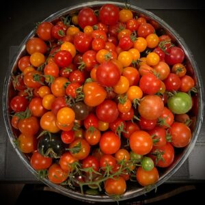 Stana Katic Instagram - Day Twenty-Two Done!! 6 more days to the finish line.
Clocked in on my #AFitterFunnerMe workout this morning. 

Holy, it cleared the mind!

Finished off the day processing some harvest from our homegrown grub. I might try experimenting with a homemade savoury spice mix by dehydrating a few select veggies & herbs. Keep your fingers crossed for me, folks, & let me know if your tribe grows any of your nourishment.

#YouGotThis 💪🏽💪🏽 Let’s #FinishStrongTogether