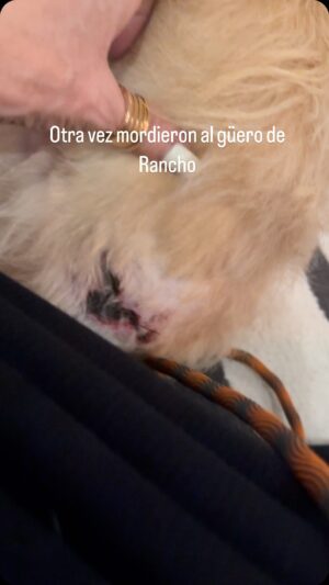 Susana Zabaleta Instagram - 