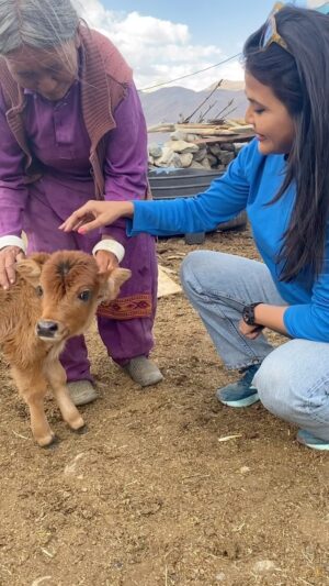 Sweta Singh Instagram - Pangong के पास मिला लद्दाखी गाय का ये बछड़ा ❤️ #janmashtami