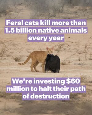 Tanya Plibersek Instagram - We’re serious about protecting our precious native species. That’s why we’re tackling one of their biggest killers.