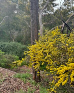 Tanya Plibersek Instagram - It would be rude not to share this photo. Happy Wattle Day!