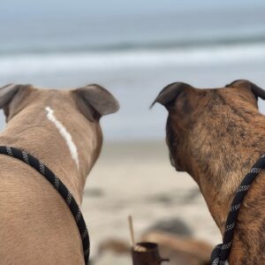Theresa Marie Mingus Instagram - animals are better than humans. my sweet Nala. crushed 💔  What is there to say to make it any better? Nothing, really. But I will say this: Upon reflection, I think the worst part about it all is that when you love a dog, you love it with the very best version of yourself: the kindest, most patient, most compassionate, most present and joyful, trusting version of who you are and who you ever could be. In theory, the person you are with your dog is the person you wish you could be with everyone, all the time, except the rest of the world is too careless to be trusted with something so precious. And then when you lose the dog, it feels like you’ve also lost that part of yourself that you were able to be, too. But here’s the thing: yes, you had to say goodbye. But it doesn’t mean that you have to say goodbye to who she taught you to be and how she taught you to love. She gave you those qualities in earnest, with her whole life, and you can take those with you as you move forward.

these are the moments where time moves the slowest, when you wish that this too would just hurry up and pass. Try and channel your grief into gratitude bc the amount of grief felt is equal to the amount of love given. And that’s beautiful.
