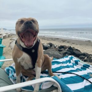 Theresa Marie Mingus Instagram - animals are better than humans. my sweet Nala. crushed 💔  What is there to say to make it any better? Nothing, really. But I will say this: Upon reflection, I think the worst part about it all is that when you love a dog, you love it with the very best version of yourself: the kindest, most patient, most compassionate, most present and joyful, trusting version of who you are and who you ever could be. In theory, the person you are with your dog is the person you wish you could be with everyone, all the time, except the rest of the world is too careless to be trusted with something so precious. And then when you lose the dog, it feels like you’ve also lost that part of yourself that you were able to be, too. But here’s the thing: yes, you had to say goodbye. But it doesn’t mean that you have to say goodbye to who she taught you to be and how she taught you to love. She gave you those qualities in earnest, with her whole life, and you can take those with you as you move forward.

these are the moments where time moves the slowest, when you wish that this too would just hurry up and pass. Try and channel your grief into gratitude bc the amount of grief felt is equal to the amount of love given. And that’s beautiful.