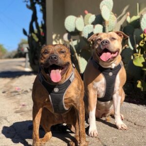 Theresa Marie Mingus Instagram - animals are better than humans. my sweet Nala. crushed 💔  What is there to say to make it any better? Nothing, really. But I will say this: Upon reflection, I think the worst part about it all is that when you love a dog, you love it with the very best version of yourself: the kindest, most patient, most compassionate, most present and joyful, trusting version of who you are and who you ever could be. In theory, the person you are with your dog is the person you wish you could be with everyone, all the time, except the rest of the world is too careless to be trusted with something so precious. And then when you lose the dog, it feels like you’ve also lost that part of yourself that you were able to be, too. But here’s the thing: yes, you had to say goodbye. But it doesn’t mean that you have to say goodbye to who she taught you to be and how she taught you to love. She gave you those qualities in earnest, with her whole life, and you can take those with you as you move forward.

these are the moments where time moves the slowest, when you wish that this too would just hurry up and pass. Try and channel your grief into gratitude bc the amount of grief felt is equal to the amount of love given. And that’s beautiful.