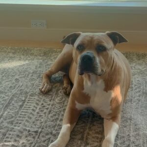 Theresa Marie Mingus Instagram - animals are better than humans. my sweet Nala. crushed 💔  What is there to say to make it any better? Nothing, really. But I will say this: Upon reflection, I think the worst part about it all is that when you love a dog, you love it with the very best version of yourself: the kindest, most patient, most compassionate, most present and joyful, trusting version of who you are and who you ever could be. In theory, the person you are with your dog is the person you wish you could be with everyone, all the time, except the rest of the world is too careless to be trusted with something so precious. And then when you lose the dog, it feels like you’ve also lost that part of yourself that you were able to be, too. But here’s the thing: yes, you had to say goodbye. But it doesn’t mean that you have to say goodbye to who she taught you to be and how she taught you to love. She gave you those qualities in earnest, with her whole life, and you can take those with you as you move forward.

these are the moments where time moves the slowest, when you wish that this too would just hurry up and pass. Try and channel your grief into gratitude bc the amount of grief felt is equal to the amount of love given. And that’s beautiful.