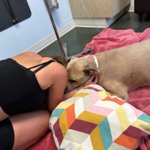 Theresa Marie Mingus Instagram - animals are better than humans. my sweet Nala. crushed 💔  What is there to say to make it any better? Nothing, really. But I will say this: Upon reflection, I think the worst part about it all is that when you love a dog, you love it with the very best version of yourself: the kindest, most patient, most compassionate, most present and joyful, trusting version of who you are and who you ever could be. In theory, the person you are with your dog is the person you wish you could be with everyone, all the time, except the rest of the world is too careless to be trusted with something so precious. And then when you lose the dog, it feels like you’ve also lost that part of yourself that you were able to be, too. But here’s the thing: yes, you had to say goodbye. But it doesn’t mean that you have to say goodbye to who she taught you to be and how she taught you to love. She gave you those qualities in earnest, with her whole life, and you can take those with you as you move forward.

these are the moments where time moves the slowest, when you wish that this too would just hurry up and pass. Try and channel your grief into gratitude bc the amount of grief felt is equal to the amount of love given. And that’s beautiful.
