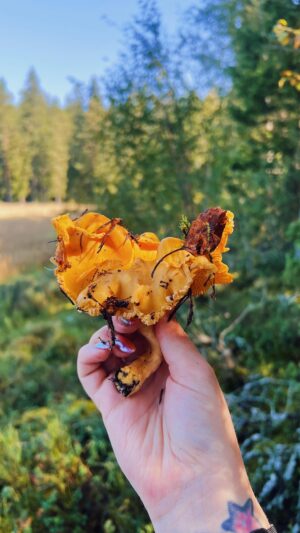 Veronica Verho Instagram - Menkää metsään! ❤️🍄‍🟫