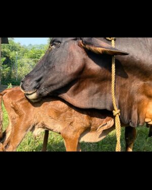 Vivana Singh Instagram - Wish everyone a very blessed KRISHNA JANAM ASTAMI 🦚🦚💙🦚🦚🙏🏻! 
My mother loved cows . She was a daughter of a farmer ❤️. Coz of her earthy connectivity n humble nature the sanskar got initiated in me n my brother 🙏🏻🦚. Shared some pics of my love for cows. There is one very special pic of Ma kamdhenu ( cow’s name ) I was fortunate to meet her at Babaji’s ashram . She was so calm n loving that I could touch her n keep my head over her’s . Now she has gone to heaven n giving company to my ma ❤️🦚❤️🙏🏻. ( I m sure they both are happy and at peace ) . Most painful experience of my life to not have ma besides me but I will always celebrate my mother till I live 🧿🙏🏻🦚🙏🏻