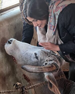 Vivana Singh Instagram - Wish everyone a very blessed KRISHNA JANAM ASTAMI 🦚🦚💙🦚🦚🙏🏻! 
My mother loved cows . She was a daughter of a farmer ❤️. Coz of her earthy connectivity n humble nature the sanskar got initiated in me n my brother 🙏🏻🦚. Shared some pics of my love for cows. There is one very special pic of Ma kamdhenu ( cow’s name ) I was fortunate to meet her at Babaji’s ashram . She was so calm n loving that I could touch her n keep my head over her’s . Now she has gone to heaven n giving company to my ma ❤️🦚❤️🙏🏻. ( I m sure they both are happy and at peace ) . Most painful experience of my life to not have ma besides me but I will always celebrate my mother till I live 🧿🙏🏻🦚🙏🏻