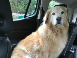 Annabeth Gish Instagram - We said goodbye to our beloved Brody last night. He was a loving and loyal member of the family for 14 years. The boys have grown up with his nuzzles and barks and chuffs and paws clicking up and down our wooden floors. We surrounded him with our love and tears as he passed at our home. The house is painfully quiet now without his furry presence. Hearts heavy but joyful for the time we had with him. Eternal in our hearts now. Thank you, B, for your unconditional love. We miss you. 💔 @donutshoppeproductions