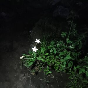 Betiana Blum Instagram - Hermosas florcitas nocturnas