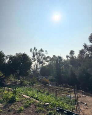 Chelsea Cook Instagram - ✨stardew valley irl ✨
A little late ~ but had such a wonderful time volunteering at the @solanocommunitygarden and @lagardencouncil with the @twitch Women’s and Black guild! Thank you to everyone who came by and supported. It’s always wonderful to see communities come together for good! ❤️ 🪴