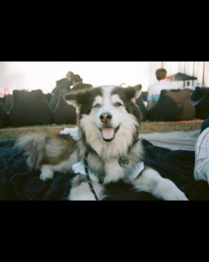 Chloe Dykstra Instagram - I had put this “Laika Appreciation” post together last week, and it still doesn’t feel like she’s gone yet. I’m not ready for the impossible task of selecting 20 photos of her throughout her life to represent everything she is. So if you’ll allow me, I would just like to post this in celebration of Laika as if she were still here, lying under my chair.