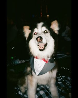 Chloe Dykstra Instagram - I had put this “Laika Appreciation” post together last week, and it still doesn’t feel like she’s gone yet. I’m not ready for the impossible task of selecting 20 photos of her throughout her life to represent everything she is. So if you’ll allow me, I would just like to post this in celebration of Laika as if she were still here, lying under my chair.