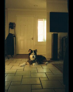 Chloe Dykstra Instagram - I had put this “Laika Appreciation” post together last week, and it still doesn’t feel like she’s gone yet. I’m not ready for the impossible task of selecting 20 photos of her throughout her life to represent everything she is. So if you’ll allow me, I would just like to post this in celebration of Laika as if she were still here, lying under my chair.