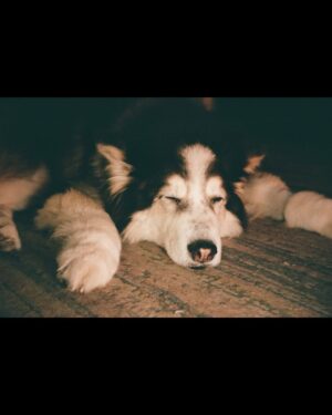 Chloe Dykstra Instagram - I had put this “Laika Appreciation” post together last week, and it still doesn’t feel like she’s gone yet. I’m not ready for the impossible task of selecting 20 photos of her throughout her life to represent everything she is. So if you’ll allow me, I would just like to post this in celebration of Laika as if she were still here, lying under my chair.