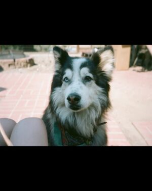 Chloe Dykstra Instagram - I had put this “Laika Appreciation” post together last week, and it still doesn’t feel like she’s gone yet. I’m not ready for the impossible task of selecting 20 photos of her throughout her life to represent everything she is. So if you’ll allow me, I would just like to post this in celebration of Laika as if she were still here, lying under my chair.