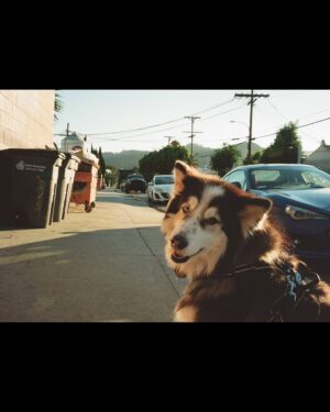 Chloe Dykstra Instagram - I had put this “Laika Appreciation” post together last week, and it still doesn’t feel like she’s gone yet. I’m not ready for the impossible task of selecting 20 photos of her throughout her life to represent everything she is. So if you’ll allow me, I would just like to post this in celebration of Laika as if she were still here, lying under my chair.