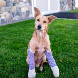 Georgina Bloomberg Instagram - It’s been 1 year since we found this puppy by the side of a road in the Bahamas. After being hit by a car, he had 2 broken legs, and with no vet on the island or way to get him help, the kind woman who had been taking care of him gave us her blessing to bring him home with us. Duke (we found him on Duke street) is now healthy, handsome, and happy to be a permanent member of our never ending pack. As I was pregnant at the time and there celebrating our babymoon, Duke will always have a special place in my heart as the first animal that Sebastian helped save, and hopefully will one day inspire him to save many more. 💛🐾