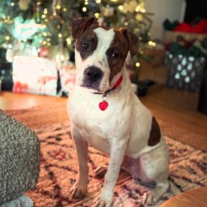 Katie Aselton Instagram - SWEET TOBY! TOBLERONE! TOBITO! TABASCO! TOBY FROM THE BLOCK!

this boy is slowly but surely coming out of his shell, accepting love and treats from the humans, but his besties are still pals in dog form... so if you are looking to add to your four legged family, tobes could very well be your pup. he doesn't have an aggressive bone in his body, he just wants to be loved. 

want to make his christmas wish come true? reach out @apurposefulrescue or pop over to to the APR adoption event to meet him in person TODAY (12/21) 11-1  @ 8850 Washington Blvd, Culver City, CA 90232