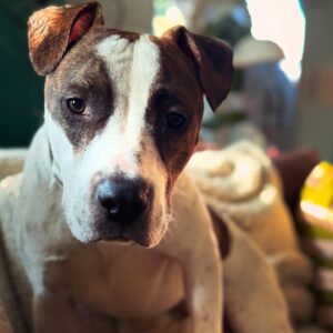 Katie Aselton Instagram - SWEET TOBY! TOBLERONE! TOBITO! TABASCO! TOBY FROM THE BLOCK!

this boy is slowly but surely coming out of his shell, accepting love and treats from the humans, but his besties are still pals in dog form... so if you are looking to add to your four legged family, tobes could very well be your pup. he doesn't have an aggressive bone in his body, he just wants to be loved. 

want to make his christmas wish come true? reach out @apurposefulrescue or pop over to to the APR adoption event to meet him in person TODAY (12/21) 11-1  @ 8850 Washington Blvd, Culver City, CA 90232