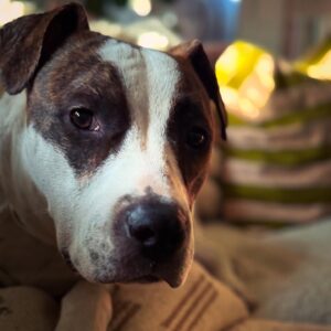 Katie Aselton Instagram - SWEET TOBY! TOBLERONE! TOBITO! TABASCO! TOBY FROM THE BLOCK!

this boy is slowly but surely coming out of his shell, accepting love and treats from the humans, but his besties are still pals in dog form... so if you are looking to add to your four legged family, tobes could very well be your pup. he doesn't have an aggressive bone in his body, he just wants to be loved. 

want to make his christmas wish come true? reach out @apurposefulrescue or pop over to to the APR adoption event to meet him in person TODAY (12/21) 11-1  @ 8850 Washington Blvd, Culver City, CA 90232