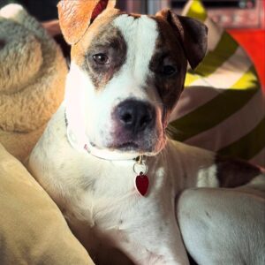 Katie Aselton Instagram - SWEET TOBY! TOBLERONE! TOBITO! TABASCO! TOBY FROM THE BLOCK!

this boy is slowly but surely coming out of his shell, accepting love and treats from the humans, but his besties are still pals in dog form... so if you are looking to add to your four legged family, tobes could very well be your pup. he doesn't have an aggressive bone in his body, he just wants to be loved. 

want to make his christmas wish come true? reach out @apurposefulrescue or pop over to to the APR adoption event to meet him in person TODAY (12/21) 11-1  @ 8850 Washington Blvd, Culver City, CA 90232