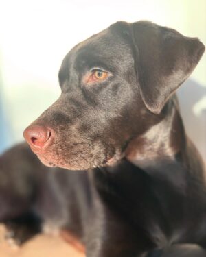 Krista Kosonen Instagram - Tyyne 10 months ✨🤎

#10kk
#labradorretriever 
#labradorinnoutaja