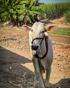 Kshitee Jog Instagram - आपल्या फसक्लास ढोमे फॅमिलीची नवी मेंबर लक्ष्मी! 

#FD #myfamily #myvillage #mylife #laxmi #cow