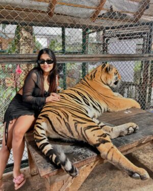 Manul Chudasama Instagram - 🐅🐯💘 
.
.
.
.
.
.
.

.
#photo #phuket #tiger #nature #animal #insta #instagood #instalike #instalove #instamood #instadaily #explore #viral #fyp #courage #strong #fun #adventure