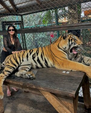 Manul Chudasama Instagram - 🐅🐯💘 
.
.
.
.
.
.
.

.
#photo #phuket #tiger #nature #animal #insta #instagood #instalike #instalove #instamood #instadaily #explore #viral #fyp #courage #strong #fun #adventure