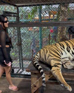Manul Chudasama Instagram - 🐅🐯💘 
.
.
.
.
.
.
.

.
#photo #phuket #tiger #nature #animal #insta #instagood #instalike #instalove #instamood #instadaily #explore #viral #fyp #courage #strong #fun #adventure