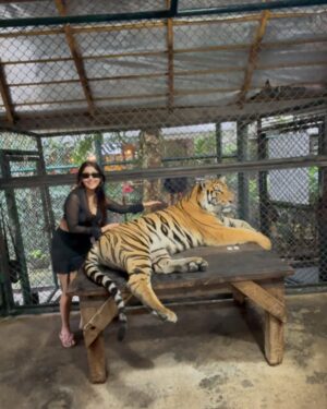 Manul Chudasama Instagram - 🐅🐯💘 
.
.
.
.
.
.
.

.
#photo #phuket #tiger #nature #animal #insta #instagood #instalike #instalove #instamood #instadaily #explore #viral #fyp #courage #strong #fun #adventure
