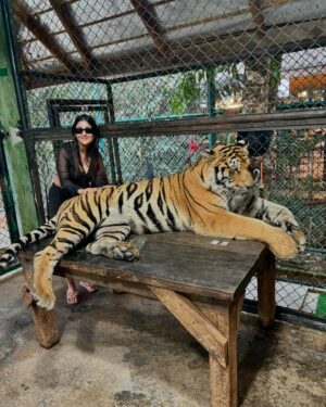 Manul Chudasama Instagram - 🐅🐯💘 
.
.
.
.
.
.
.

.
#photo #phuket #tiger #nature #animal #insta #instagood #instalike #instalove #instamood #instadaily #explore #viral #fyp #courage #strong #fun #adventure