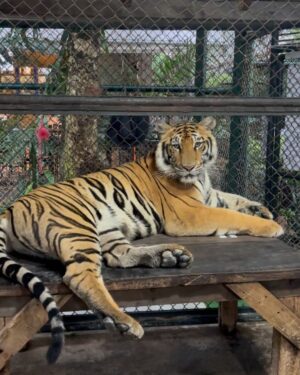 Manul Chudasama Instagram - 🐅🐯💘 
.
.
.
.
.
.
.

.
#photo #phuket #tiger #nature #animal #insta #instagood #instalike #instalove #instamood #instadaily #explore #viral #fyp #courage #strong #fun #adventure