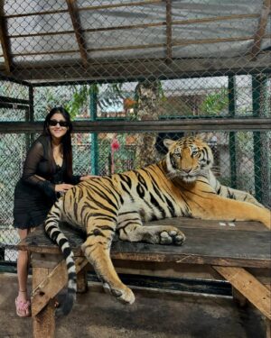 Manul Chudasama Instagram - 🐅🐯💘 
.
.
.
.
.
.
.

.
#photo #phuket #tiger #nature #animal #insta #instagood #instalike #instalove #instamood #instadaily #explore #viral #fyp #courage #strong #fun #adventure