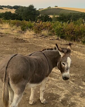 Polina Goudieva Instagram - Not a country girl but waking up and falling asleep stargazing on a 7000 acre rancho has it’s  x 🤍 #pasorobles