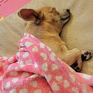 Reila Aphrodite Instagram - Today's @reilaaphrodite_official with my girls 😉❤
#actress #actorslife #film #hollywood #japanese #dogs #chihuhuashitzumix #chihuhuashepardmix #dachshundmix #sleep #spring #2018 #positive #newbeginning #challenge #love #faith #courage #strength #noregret #connection #happy #babe #babegirl #bae #reiki #bracelet #healing