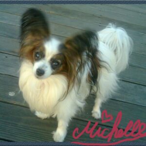 Reila Aphrodite Instagram - She is my soulmate since I have met her. We lived all of the world together. She had only 5 lbs but she is always protecting me...

Even if she is in heaven since Nov 8, 2015, but she is always in my heart♥️...

@reilaaphrodite_official 

#papillon 
#dogmom 
#dogstagram 
#tricolor 
#japanese

#love 
#protector 
#soulmate 
#adventure 
#travel
#lifestyle 
#partnerincrime
#missyousomuch
#heaven