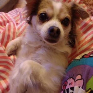 Reila Aphrodite Instagram - My special babe girl, Momoka who loves on my lap and who loves talking and dancing 😊♥️♥️♥️

I can't wait for holding her again when I am back in L.A.

@reilaaphrodite_official 

#doglovers 
#dogsofinsta 
#dogs 
#papillon
#papillondog 
#tricolor 
#blueeyes 

#lovedogs 
#babe 
#dance 
#special 
#funny 
#princess

#rescuedog 
#rescuedogsofinstagram