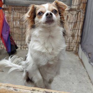 Reila Aphrodite Instagram - My special babe girl, Momoka who loves on my lap and who loves talking and dancing 😊♥️♥️♥️

I can't wait for holding her again when I am back in L.A.

@reilaaphrodite_official 

#doglovers 
#dogsofinsta 
#dogs 
#papillon
#papillondog 
#tricolor 
#blueeyes 

#lovedogs 
#babe 
#dance 
#special 
#funny 
#princess

#rescuedog 
#rescuedogsofinstagram
