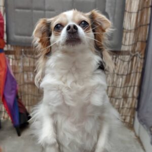 Reila Aphrodite Instagram - My special babe girl, Momoka who loves on my lap and who loves talking and dancing 😊♥️♥️♥️

I can't wait for holding her again when I am back in L.A.

@reilaaphrodite_official 

#doglovers 
#dogsofinsta 
#dogs 
#papillon
#papillondog 
#tricolor 
#blueeyes 

#lovedogs 
#babe 
#dance 
#special 
#funny 
#princess

#rescuedog 
#rescuedogsofinstagram