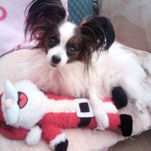 Reila Aphrodite Instagram - Thank you for brightening my life with your love and support in 2020😊. 
May every little thing from your Christmas wish list come true. 

Have a blissful Christmas♥️ and Stay safe!

#merrychristmas
#happyholidays
#bliss
#positivity
#santaclaus
#love
#dreamcometrue
#happy
#doglovers 
#dogsofinsta 
#dogs 
#papillon
#papillondog 
#tricolor 
 

#lovedogs 
#actres
#model
#japanese 
#hollywood 

#papillion
#doglife 
#soulmate