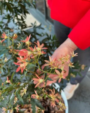 Tanya Plibersek Instagram - My garden in full Christmas bloom. It really is the most wonderful time of the year.