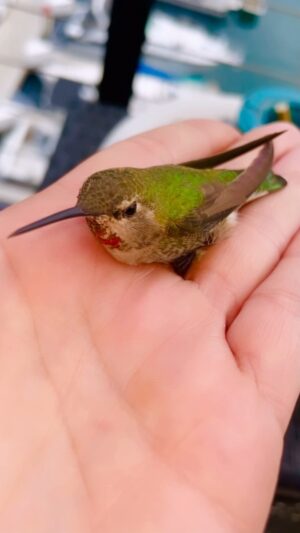 Tina Casciani Instagram - ..this was magic.. 🌸 ..I thought it’s wing was hurt but then realized it just wanted to chill w me for 15 min and then fly off when it was ready..🕊️..named him Freddie.. he’ll be back..🤍