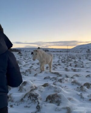 Alexandra Daddario Instagram - “What’s the best beer you have in Iceland?” 
“For that, you’d have to go to the airport, and fly to Germany.”