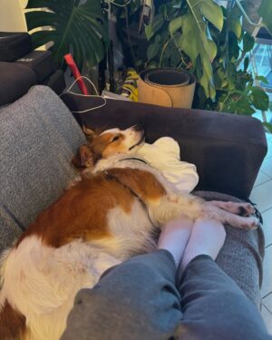 Amanda Campana Instagram - Foto1: “forse dovrei pubblicare un post carino, con delle belle foto, che abbia un filo logico e una bella palette di colori” 
Foto2: “ma che m n fooooott”
Quindi niente, ‘godetevi’ questa sequenza insensata di foto e video dove rido, piango, bacio Dwight e faccio la ginnasta con un tasso alcolemico non adeguato alla ginnastica 🌈🤸🏻‍♀️