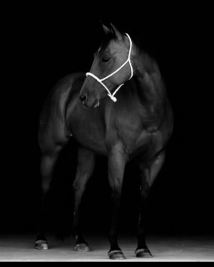 Amberley Snyder Instagram - 🤎🎂 Happy Birthday to the horse who has been my world for 10 years. 17 looks good on you, but I wish we could start again at 6! I owe you a whole lot and am thankful for all you’ve given! Happy Birthday Legacy 🥹🫶🏻

#amberleysnyder #walkriderodeo #frenchopen #legacyakalegs