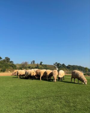 Aniporn Chalermburanawong Instagram - เจียงฮายย อากาศดีขนาดจ้าวววว 💐🐑⛅️