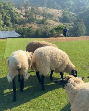 Aniporn Chalermburanawong Instagram - เจียงฮายย อากาศดีขนาดจ้าวววว 💐🐑⛅️